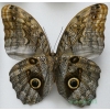 Caligo sp. Peru 116mm67f